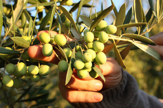 FIORE Artisan Olive Oils & Vinegars