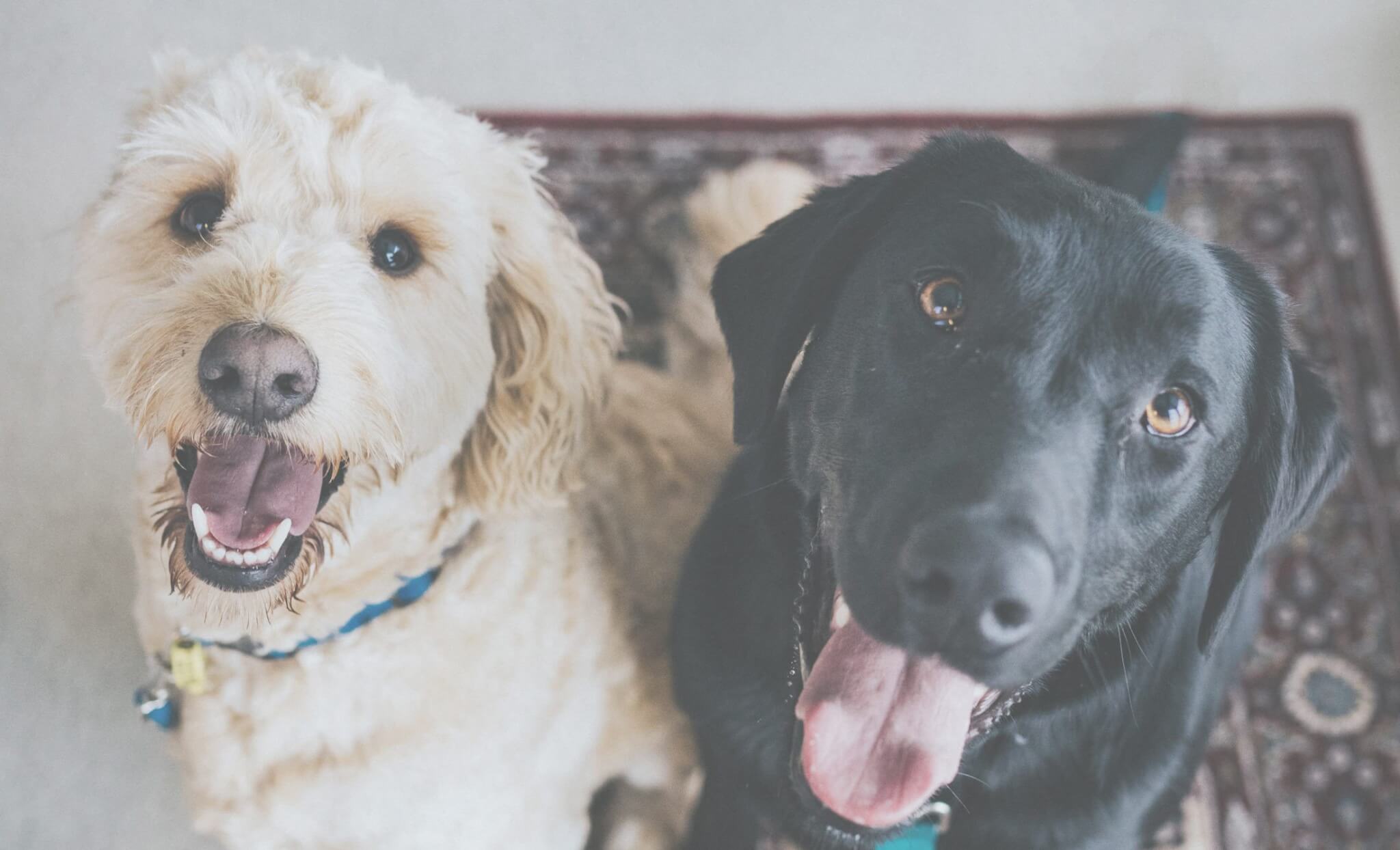 Dog Friendly Freeport! Visit Freeport