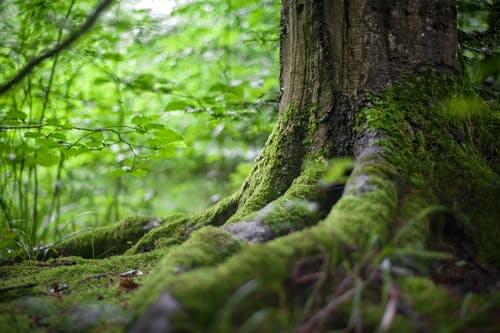 mossed covered tree roots in the forest