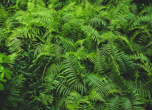 ferns clumped together
