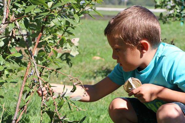 young boy picking blueberries