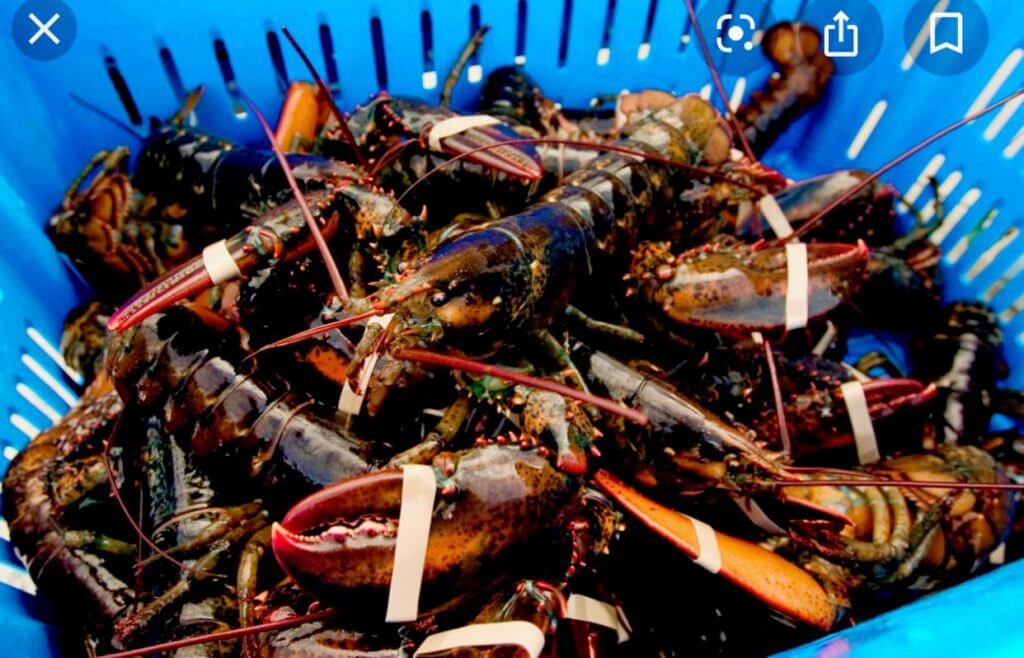 lobster Archives | Visit Freeport