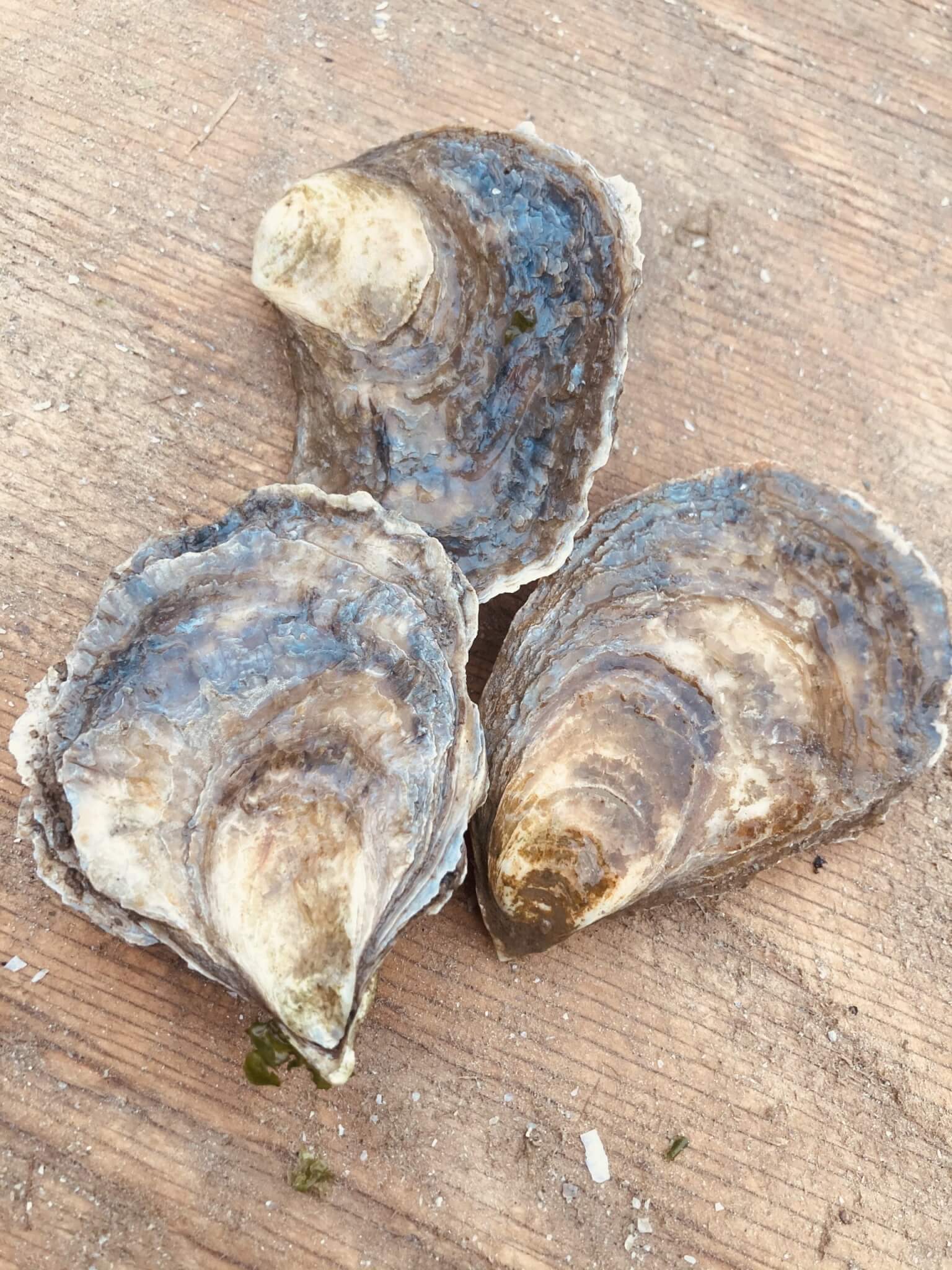 TMOF Sea Farms & Mobile Shuckers Visit Freeport