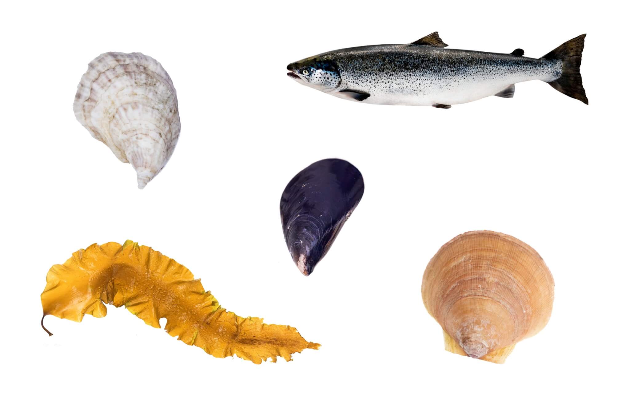 Maine Aquaculture Association