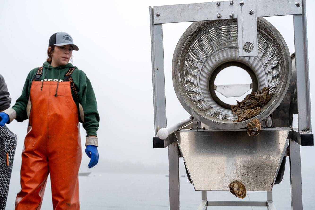 Islesboro Oyster Company