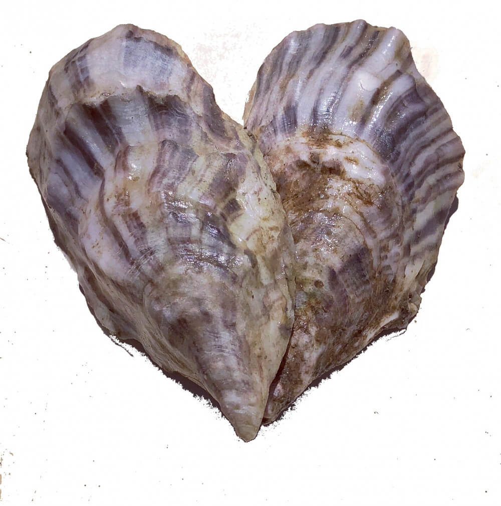 Aphrodite Oysters
