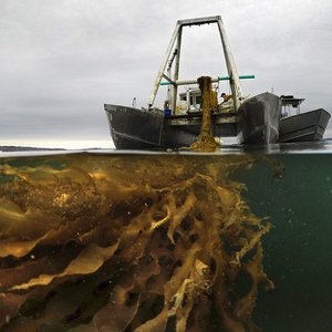 Sea Meadow Marine Foundation