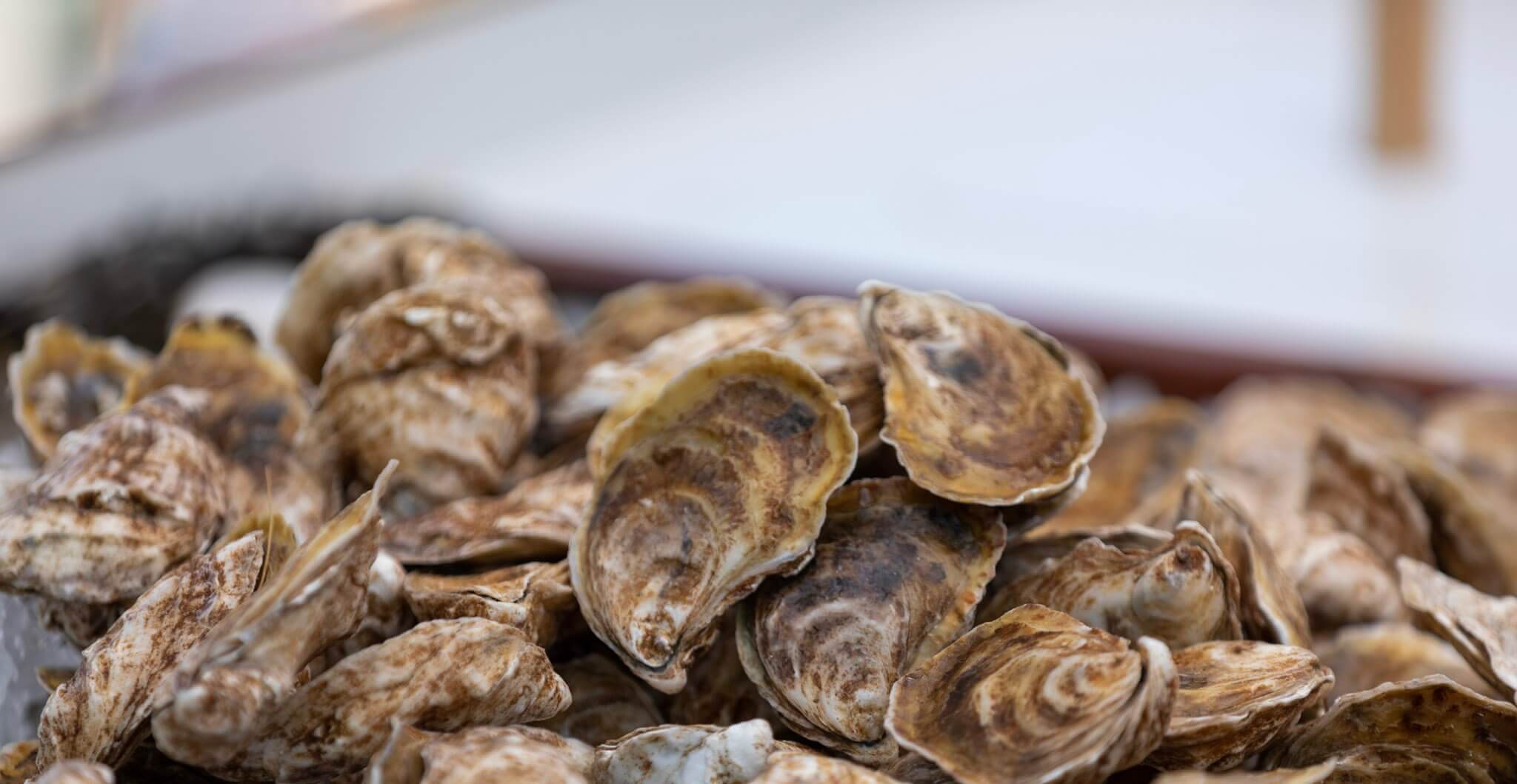 Photo of 2026 Maine Oyster Festival event