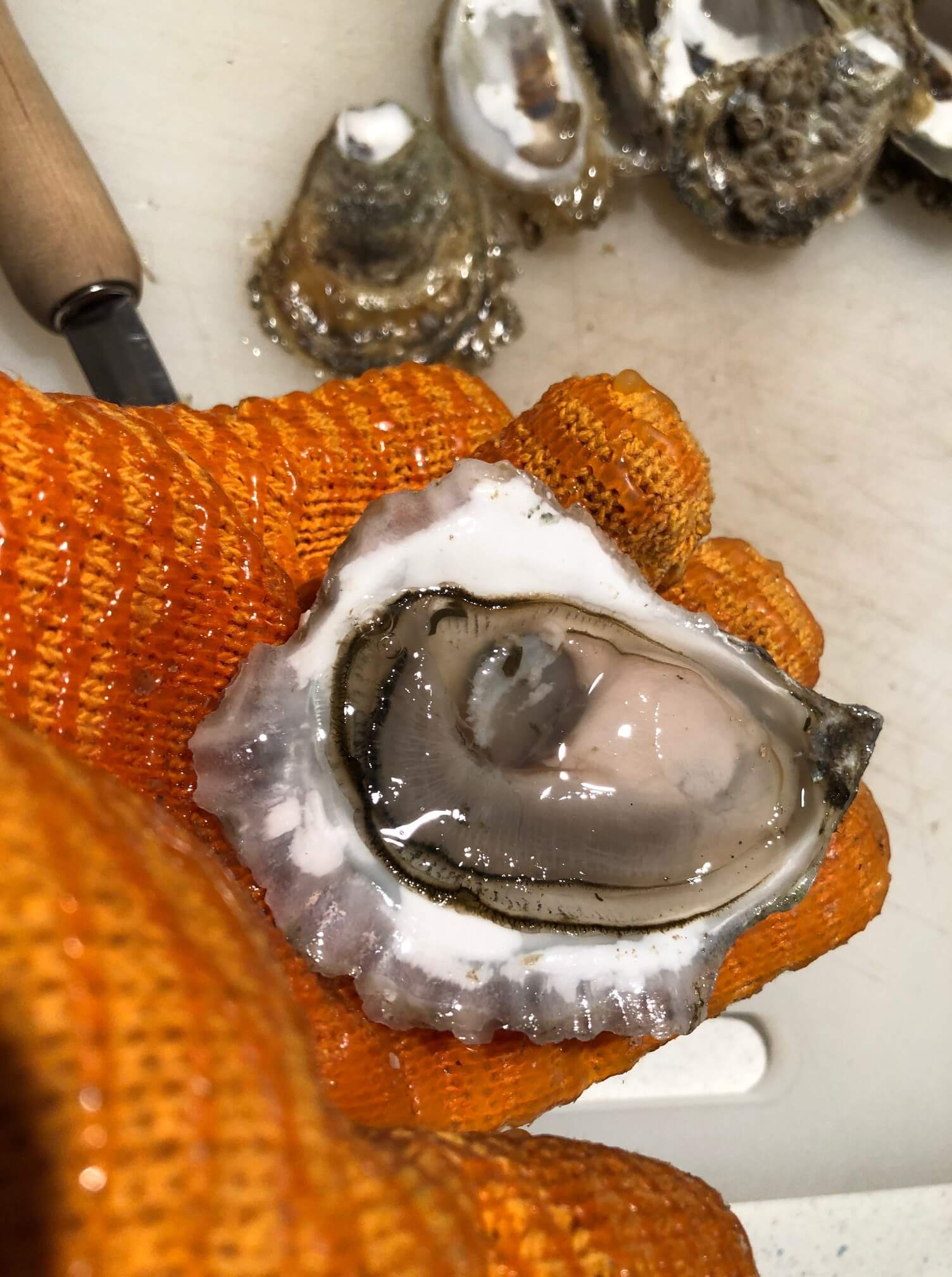 TMOF Sea Farms & Mobile Shuckers Visit Freeport