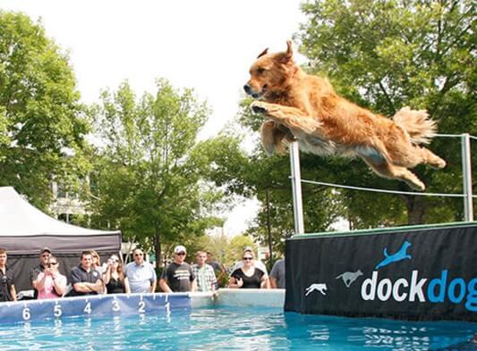 A dog jumping into a pool of water