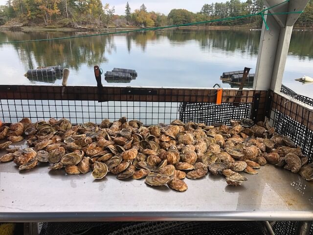 Great Salt Bay Oyster Company