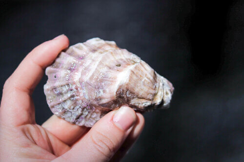 Wolfe Neck Oyster Company