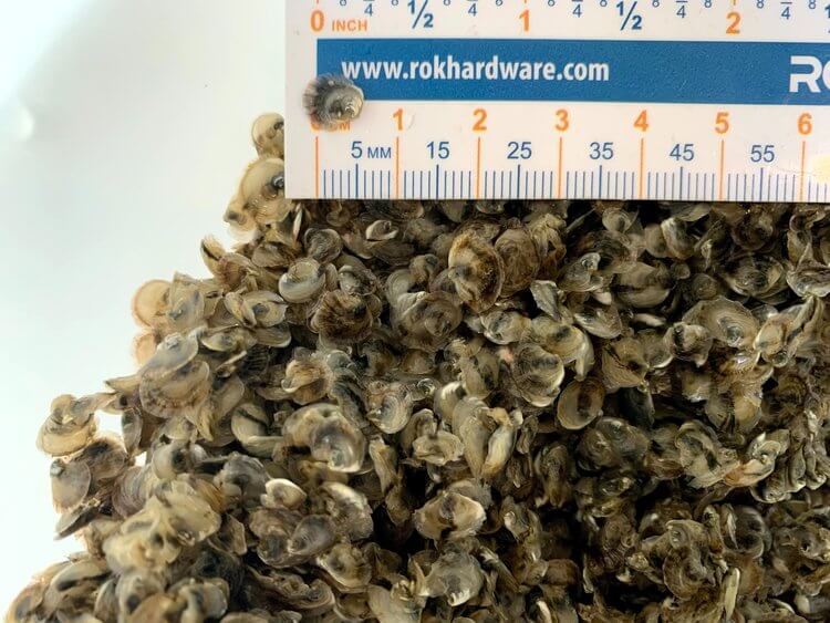 Merrymeeting Shellfish Company