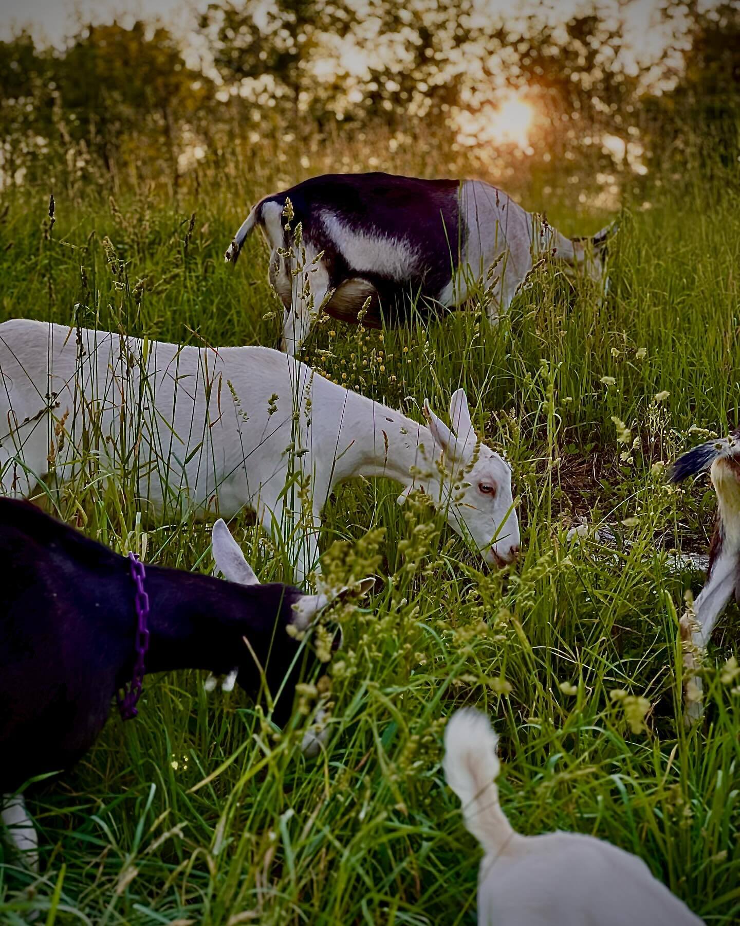 Farm Adventures in Freeport