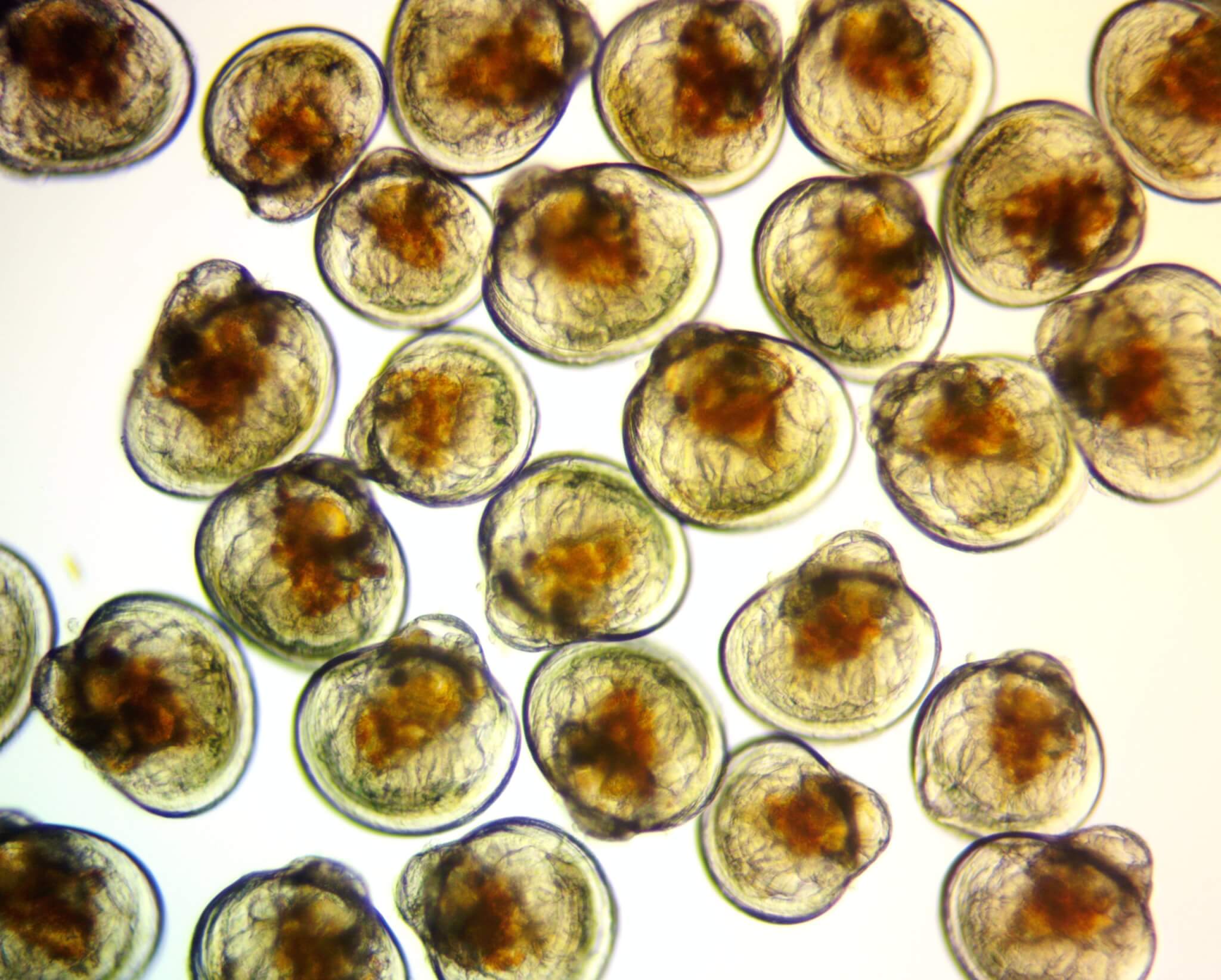 Mook Sea Farm and Muscongus Bay Aquaculture