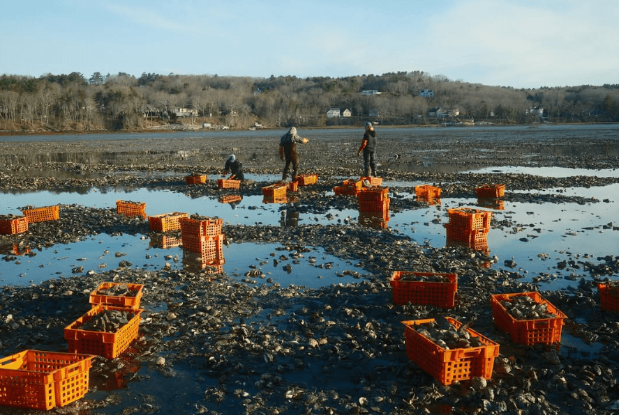 Mimi’s Oysters
